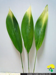 Aspidistra elatior Asahiharan.jpg